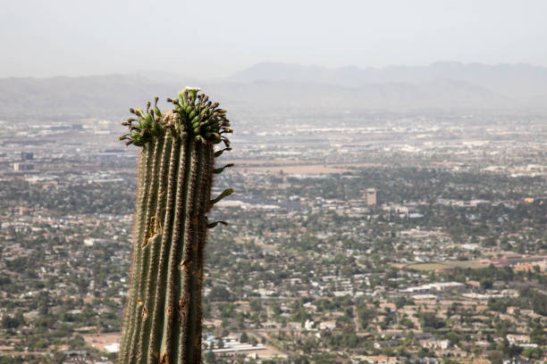 istock Fruit on top of a Saguaro cactus on Camelback mountain in Scottsdale, Arizona 972755852