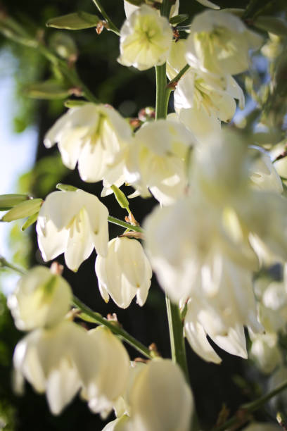 istock Yucca Rock Lily Flowers Blooming at Golden Hour in the Spring 972760656
