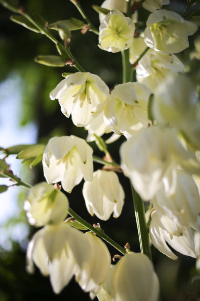 istock Yucca Rock Lily Flowers Blooming at Golden Hour in the Spring 972760670