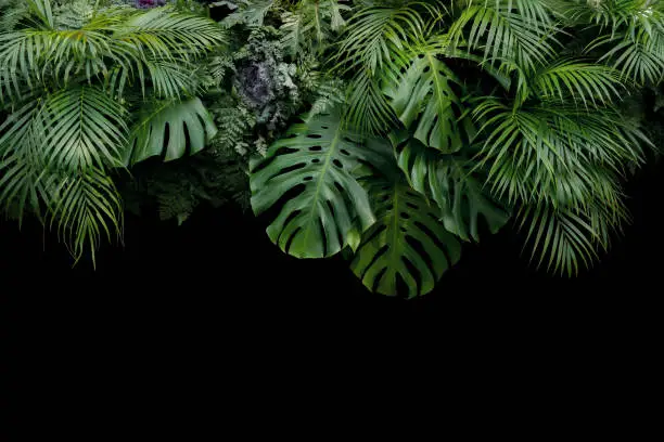Photo of Monstera, fern, and palm leaves tropical rainforest foliage plant bush floral arrangement nature backdrop on black background.