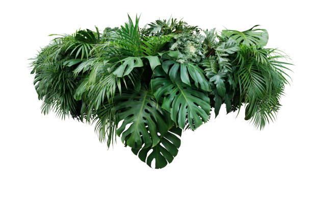 Tropical leaves foliage plant jungle bush floral arrangement nature backdrop isolated on white background, clipping path included. Tropical leaves foliage plant jungle bush floral arrangement nature backdrop isolated on white background, clipping path included. frond photos stock pictures, royalty-free photos & images