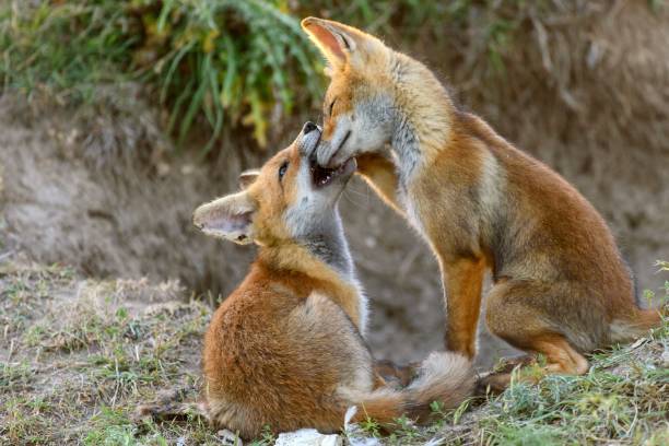 istock Two Little Red Fox playing near their burrows 972763798
