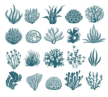 Seaweeds and coral silhouettes. Vector aquarium algae graphic isolated on white background, sea underwater black and white plants