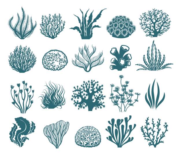 Seaweeds and coral silhouettes Seaweeds and coral silhouettes. Vector aquarium algae graphic isolated on white background, sea underwater black and white plants algae stock illustrations
