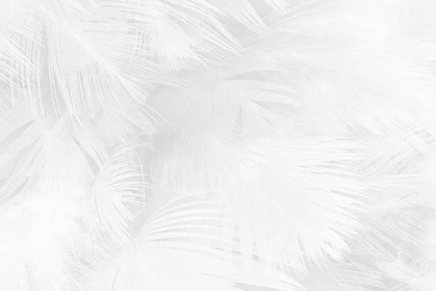 black and white feather texture background - feather softness bird macro imagens e fotografias de stock