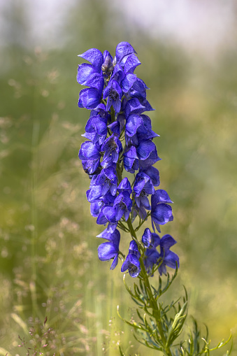 Monk's hood (Aconitum napellus) blue flowers on green blurred background