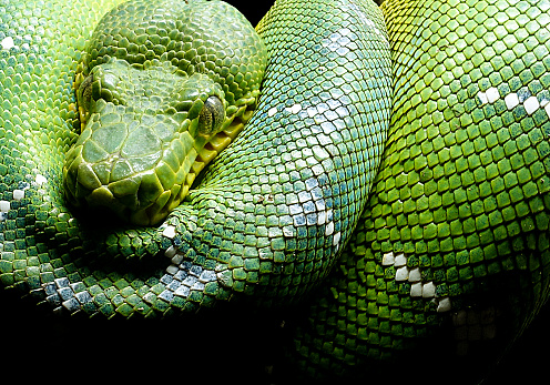 A green tree python taking a little snooze