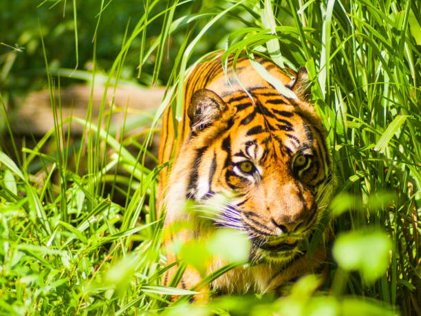 istock dangerous looking tiger is covered behind some leafs 972770114