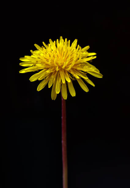 istock Macro view of Dandelion Flower 972772610