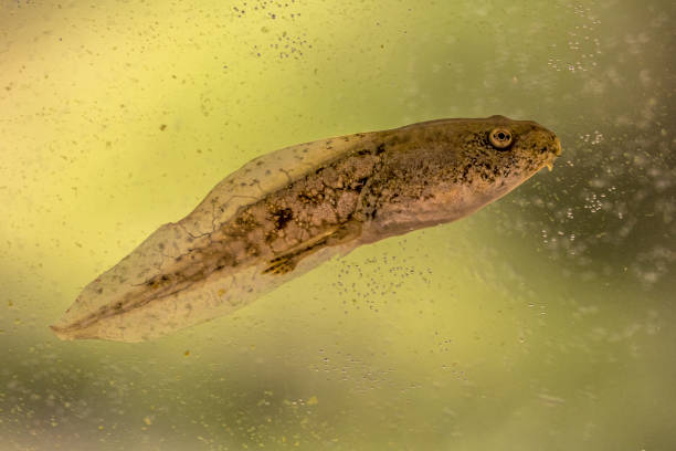 istock Swimming Tadpole of Phelophylax frog 972775548