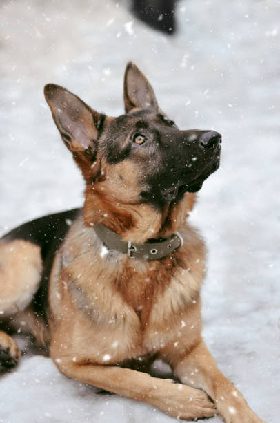German Shepherd in winter stock photo