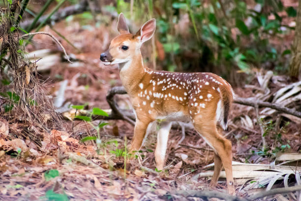 Baby Deer Baby deer with its family on the side of the road in Kiawah, SC. kiawah island stock pictures, royalty-free photos & images