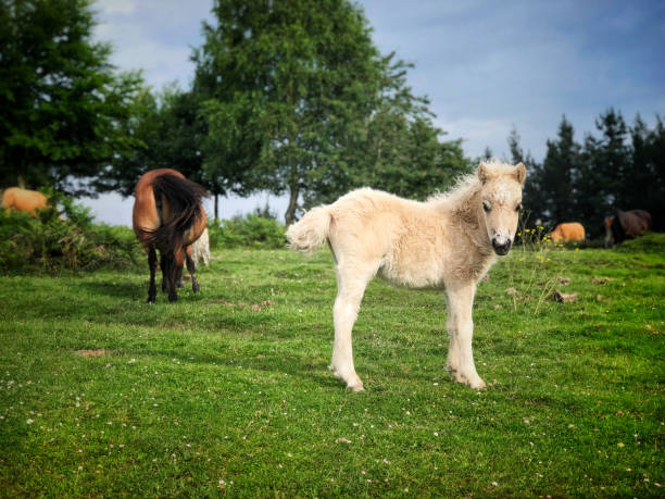 istock Small horses in nature posing for the camera 972781530