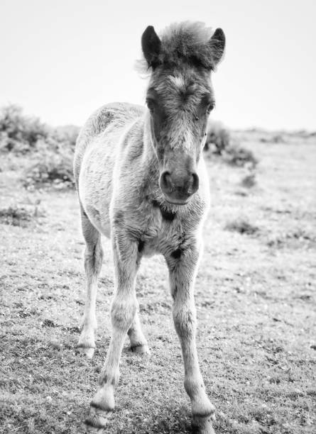 istock Small horses in nature posing for the camera 972781598
