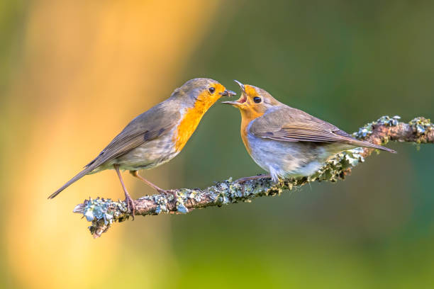 ロビン鳥の餌稚魚を親します。 - baby eating child mother ストックフォトと画像