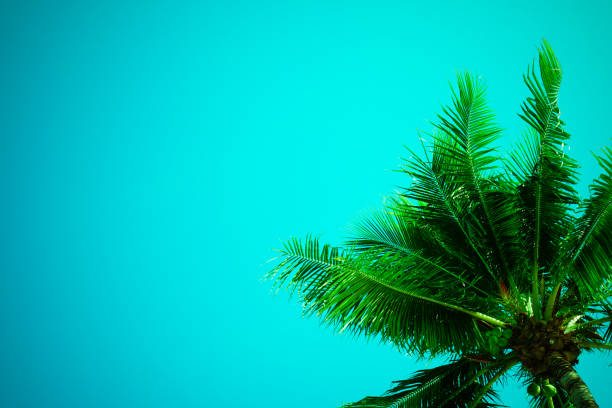 istock branches of coconut palms under blue sky 972787976