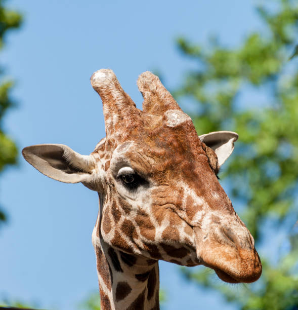istock Close up view of a Giraffe's head 972788176