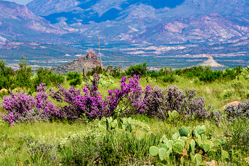 Prickly Pear Cactus and bright purple Sage fill the foreground with desert mountains in the background. Big Bend National Park, Texas.