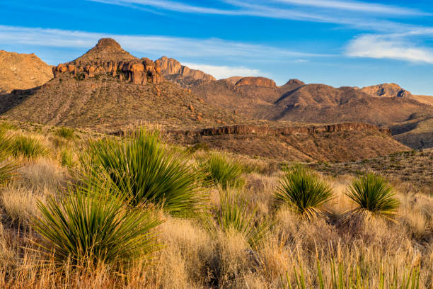 istock Sunlit Sotol and Golden Mountains 972788658