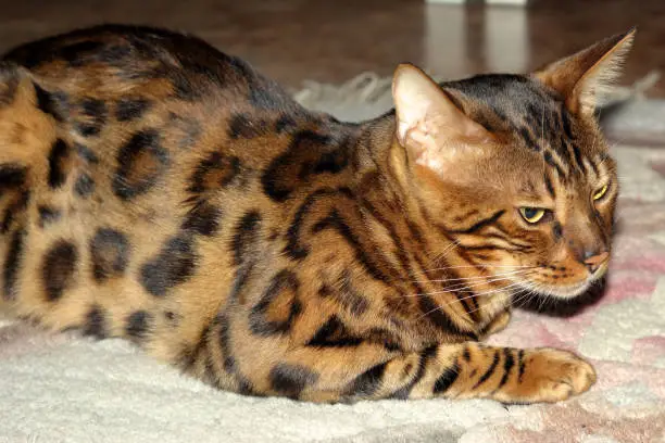 Bengal cat resting on the carpet