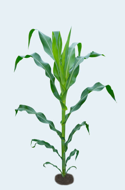 plant de maïs isolé. maïs isolé sur blanc. - corn corn crop field stem photos et images de collection