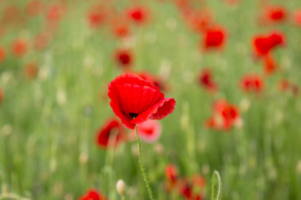 istock Vivid Red Poppies 972794586