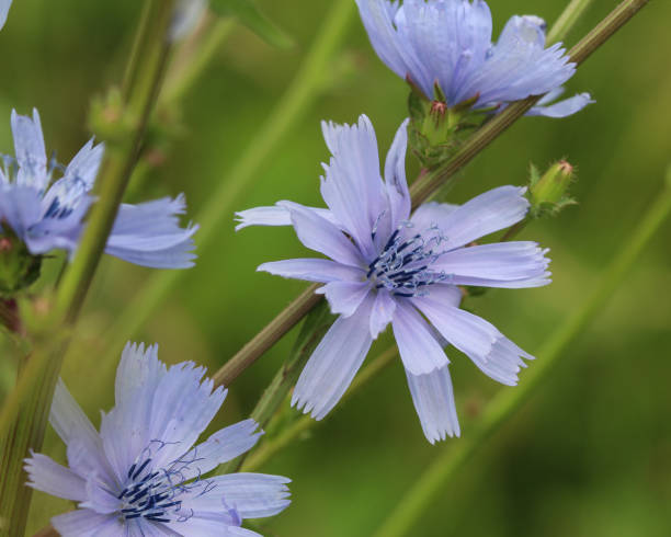 일반적인 치 코리, (cichorium intybus) 여름철에 개화의 근접 촬영 - succory 뉴스 사진 이미지