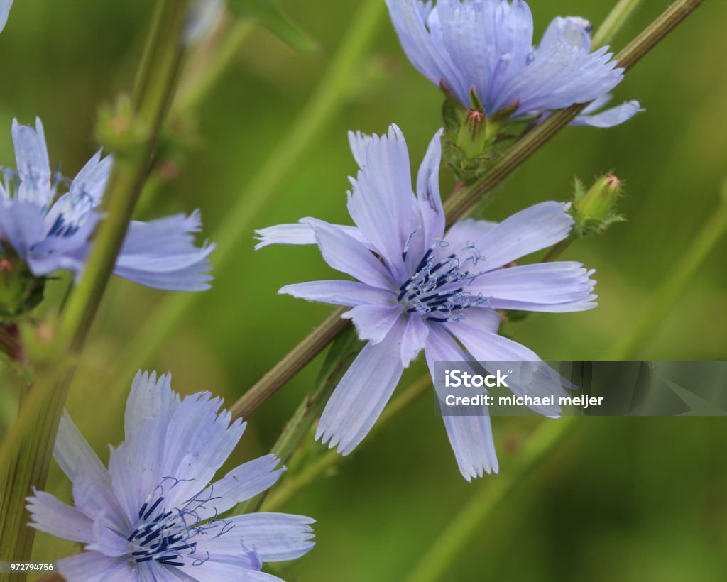 closeup Common chicory, (Cichorium intybus) blooming in the summer season close up of Common chicory flower Chicory Stock Photo