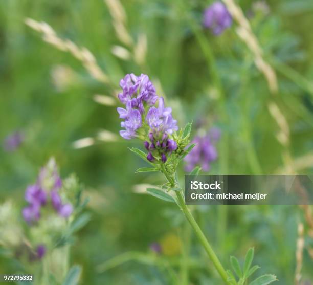 Alfalfa Or Lucerne Flower Blooming In The Summer Season Stock Photo - Download Image Now