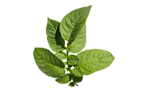 Potato leaves tops isolated on white background. clipping path