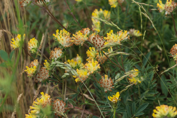 Anthyllis vulneraria (common kidneyvetch, kidney vetch or woundwort) blooming in spring stock photo