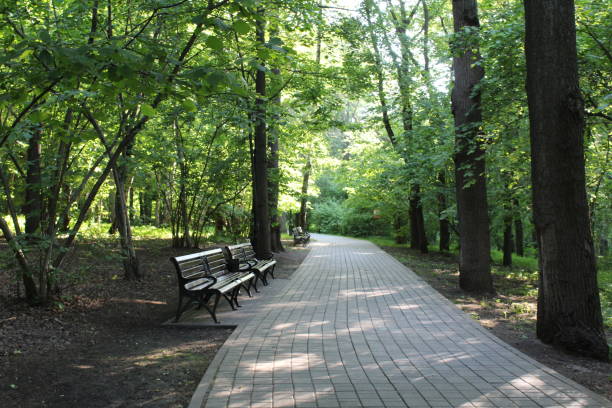 istock Walking paths between trees in the Botanical garden of Moscow. 972802032