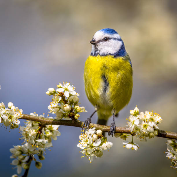 istock Blue tit portrait in blossom square 972806216