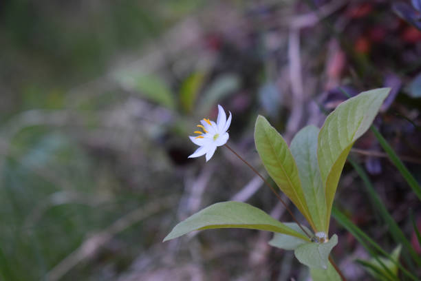 istock A Arctic starflower 972835422