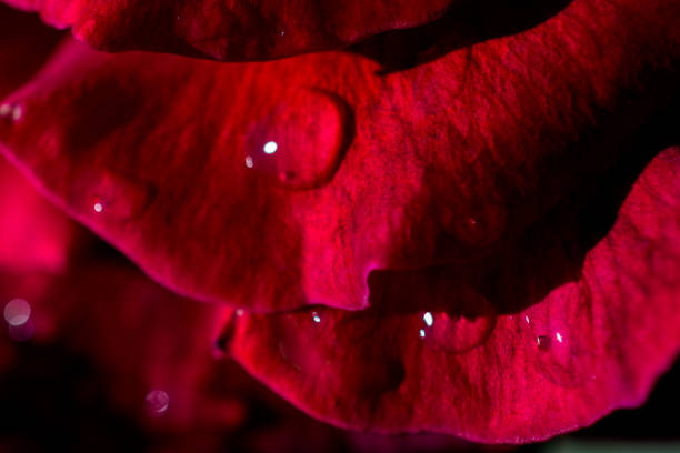 istock Beautiful fresh roses in close up view 972835450