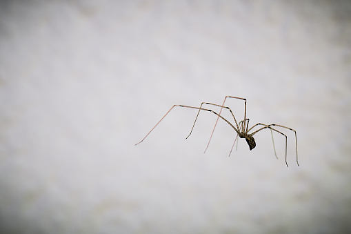 Large trembling spider in front of a white stone wall (pholcus phalangioides)