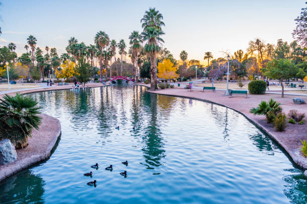Ring-necked ducks swim in one of the waterways of Phoenix, Arizona's Encanto Park.