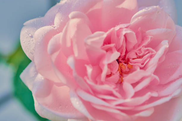 istock rose pink 
