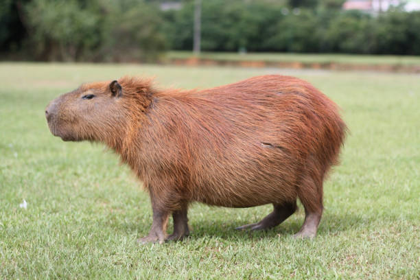 istock A Capybara eats some grass in a Brazilian park 972839650