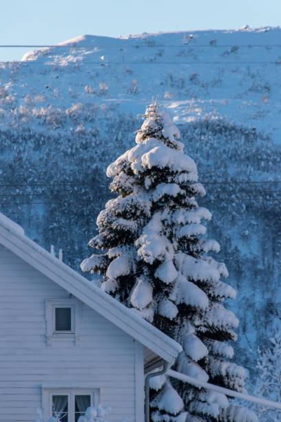 冬の雪に覆われた木 - sweden cottage winter snow ストックフォトと画像