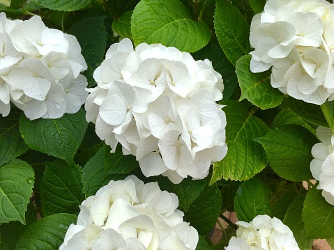 Beautiful white hortensia flower and lush green leaves of plant growing outdoors, in springtime