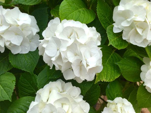 White Hortensia Flower in Springtime stock photo