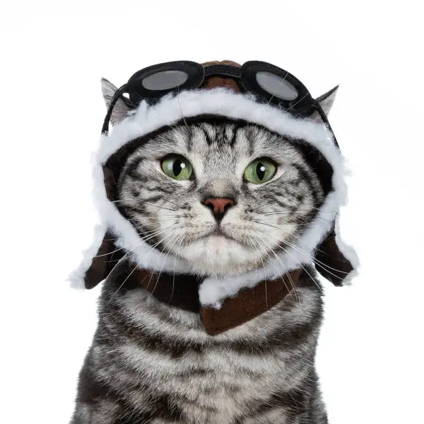 Photo of Head shot of handsome black tabby British Shorthair cat with green eyes wearing pilot hat and glasses looking at lens isolated on white background