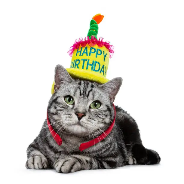 Photo of Handsome black tabby British Shorthair cat with green laying down wearing a yellow happy birthday hat isolated on white background