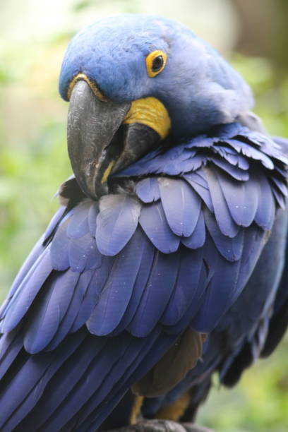 istock Blue Ara parrot portrait 972842758