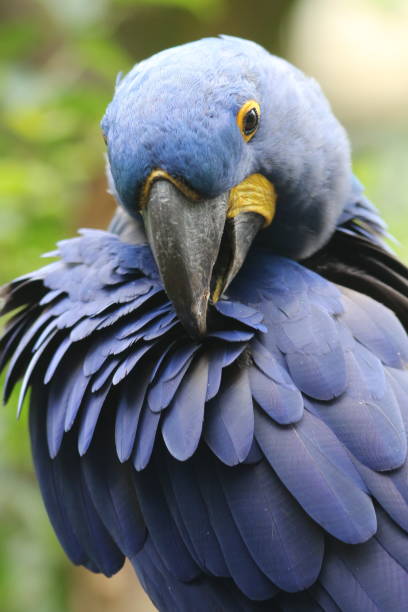 istock Blue Ara parrot portrait 972842760