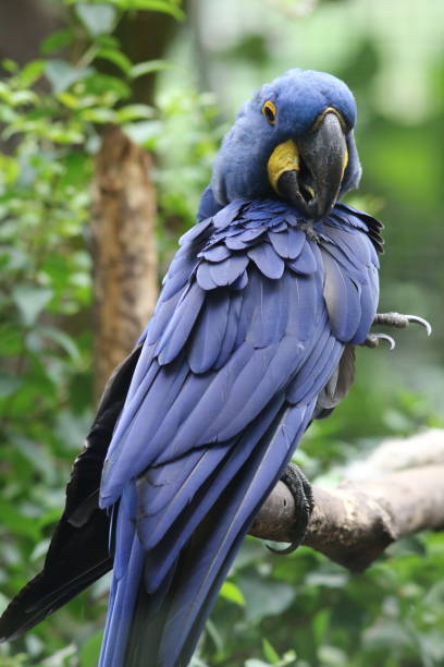 istock Blue Ara parrot portrait 972842826
