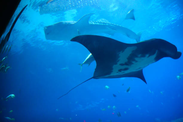 istock Whale Shark And Manta Ray 972842892
