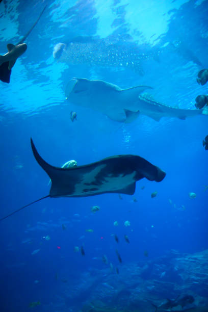 istock Whale Shark And Manta Ray 972842928