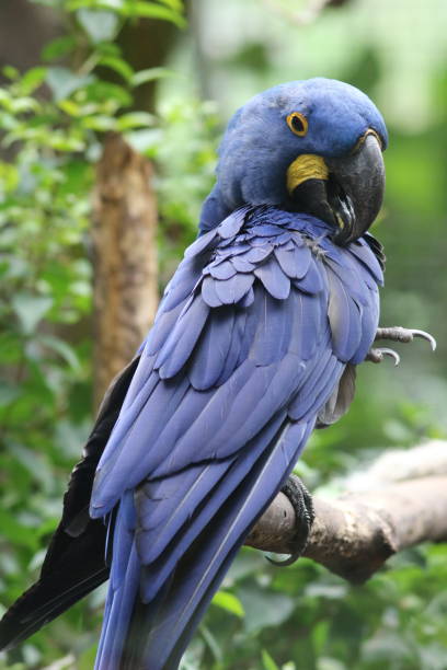 istock Blue Ara parrot portrait 972845264